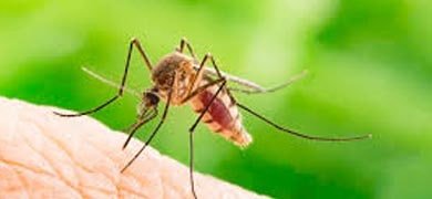 Mosquitoes Treatment Sandringham
        